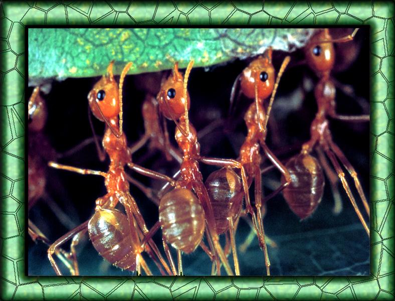 Leaf-cutter Ant (Atta sexdens) {!--가위개미(잎꾼개미)-->; DISPLAY FULL IMAGE.