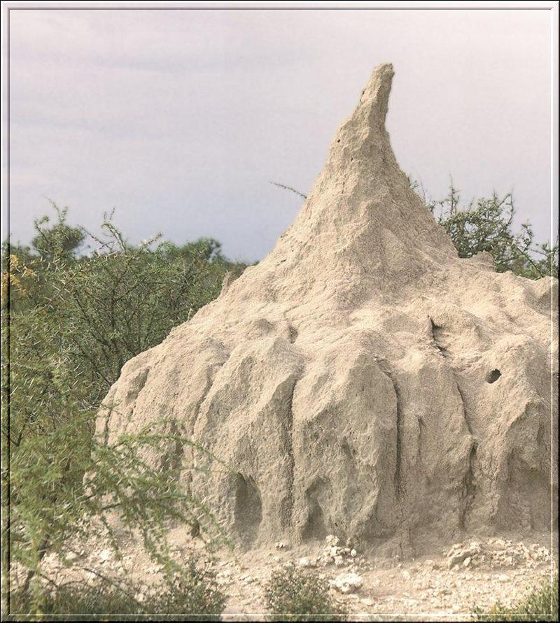 Termite mound  {!--흰개미집-->; DISPLAY FULL IMAGE.