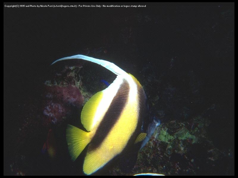 Long-fin Bannerfish (Heniochus acuminatus) {!--두동가리돔-->; DISPLAY FULL IMAGE.