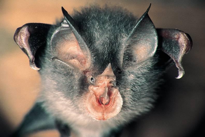 Bat (Chiroptera) {!--박쥐류-->; DISPLAY FULL IMAGE.
