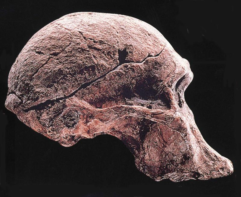 [Fossil - Human Ancestors] Australopithecus africanus {!--인류화석-->; DISPLAY FULL IMAGE.