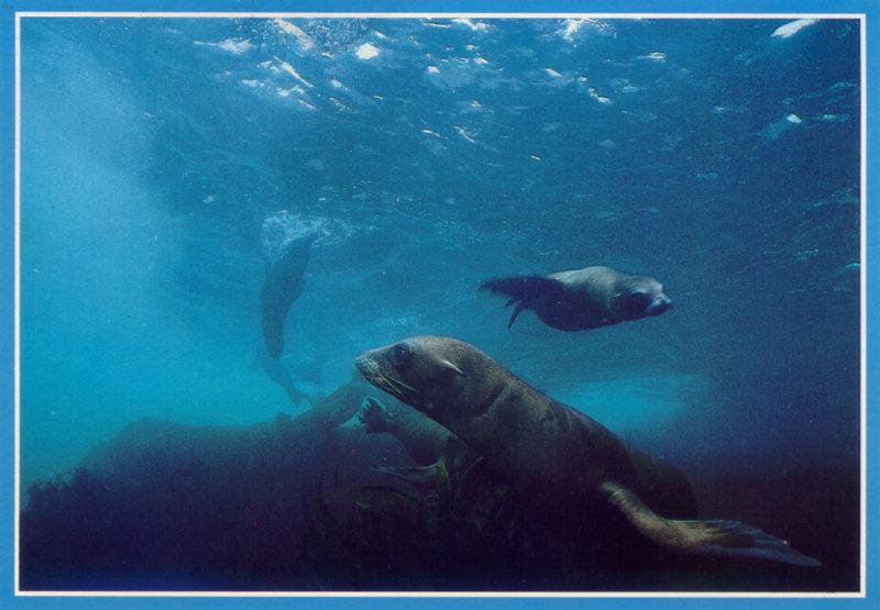 Sea Lion (Otariidae) {!--물개과 바다사자류-->; DISPLAY FULL IMAGE.