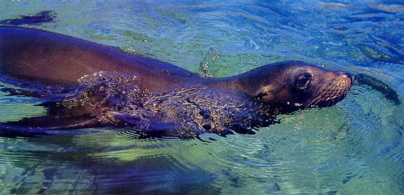 Gal??pagos Sea Lion (Zalophus californianus wollebaeki) {!--(갈라파고스)바다사자-->; DISPLAY FULL IMAGE.