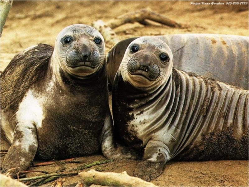 Elephant Seal (Mirounga sp.) {!--코끼리물범-->; DISPLAY FULL IMAGE.
