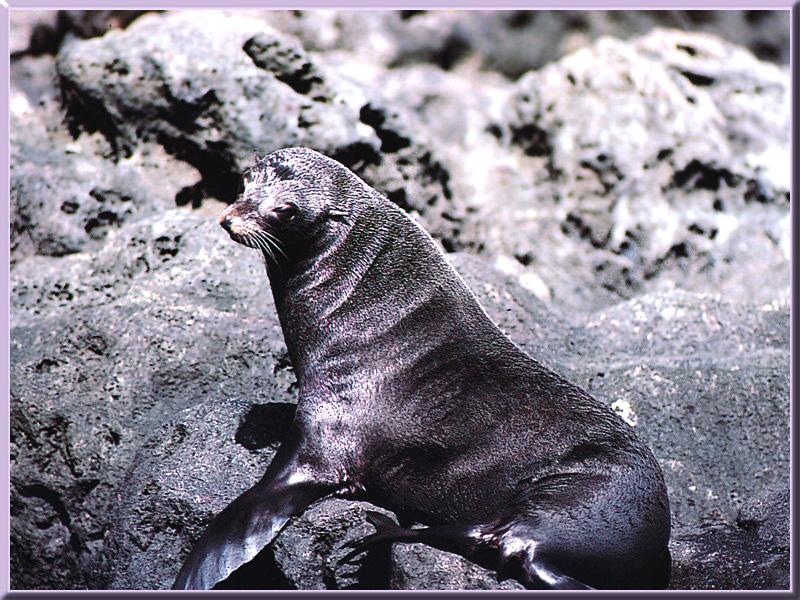 Guadalupe Fur Seal (Arctocephalus townsendi) {!--과달루페물개-->; DISPLAY FULL IMAGE.