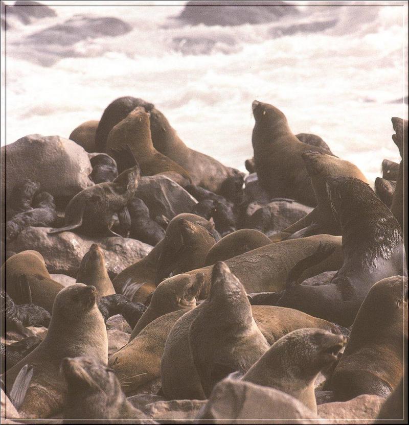 Cape or South African Fur Seal (Arctocephalus pusillus) {!--남아프리카물개-->; DISPLAY FULL IMAGE.