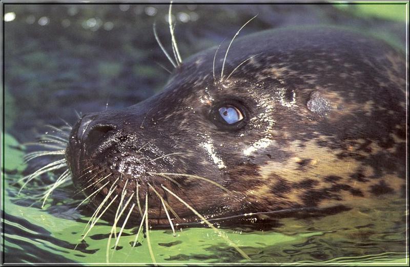 Grey Seal (Halichoerus grypus) {!--회색바다표범-->; DISPLAY FULL IMAGE.