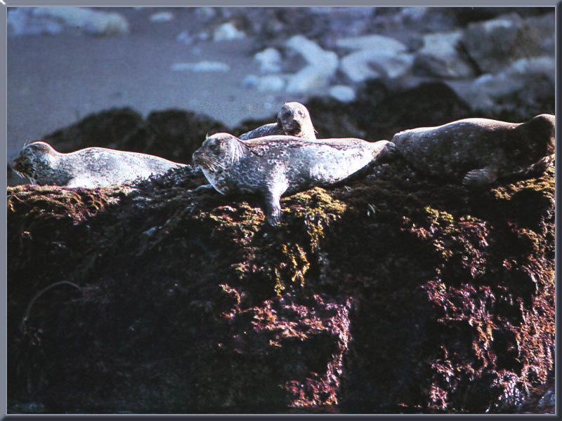 Harbor Seal (Phoca vitulina) {!--물범-->; DISPLAY FULL IMAGE.