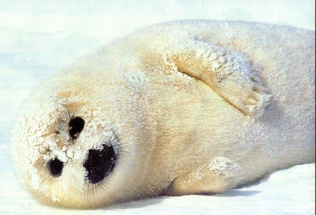Harp Seal pup (Phoca groenlandica) {!--그린랜드물범(하프물범)-->; Image ONLY