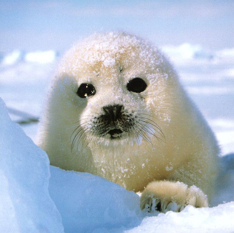 Harp Seal pup (Phoca groenlandica) {!--그린랜드물범(하프물범)-->; DISPLAY FULL IMAGE.