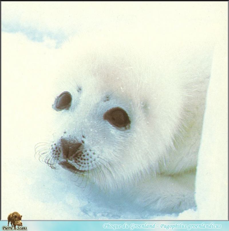 Harp Seal (Phoca groenlandica) {!--그린랜드물범(하프물범)-->; DISPLAY FULL IMAGE.