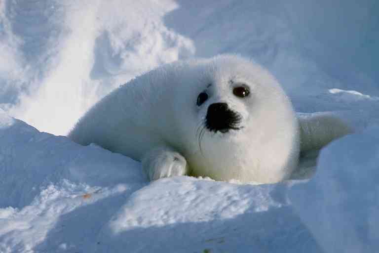 Harp Seal pup (Phoca groenlandica) {!--그린랜드물범(하프물범)-->; Image ONLY