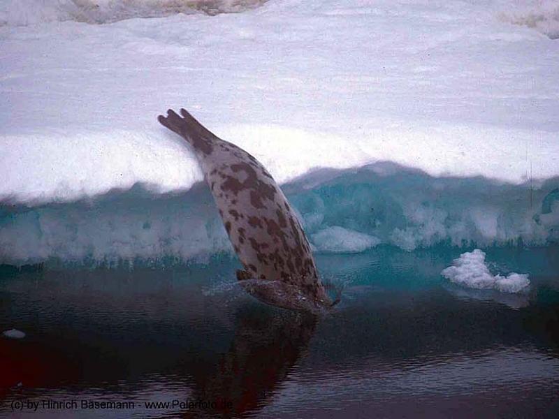 Hooded Seal (Cystophora cristata) {!--두건바다표범-->; DISPLAY FULL IMAGE.