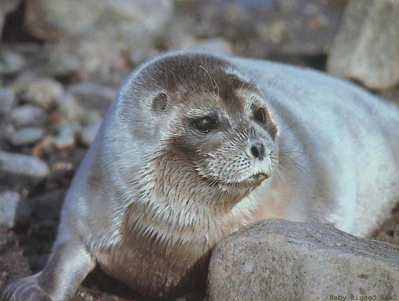 Ringed Seal pup (Phoca hispida) {!--고리무늬물범(반달바다표범)-->; DISPLAY FULL IMAGE.