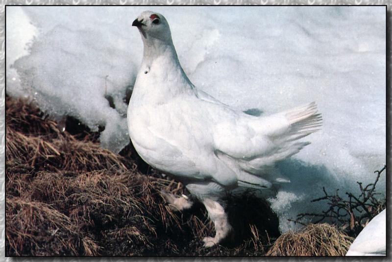 White-tailed Ptarmigan (Lagopus leucurus) {!--흰꼬리뇌조(---雷鳥)-->; DISPLAY FULL IMAGE.