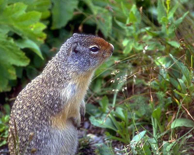 Ground Squirrel (Spermophilus sp.) {!--북아메리카땅다람쥐류-->; DISPLAY FULL IMAGE.
