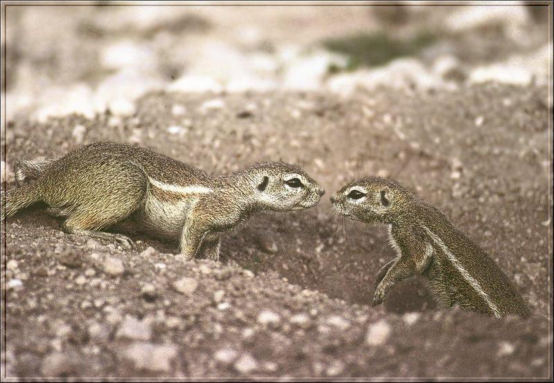 Striped Ground Squirrel (Xerus erythropus) {!--아프리카줄무늬땅다람쥐-->; DISPLAY FULL IMAGE.
