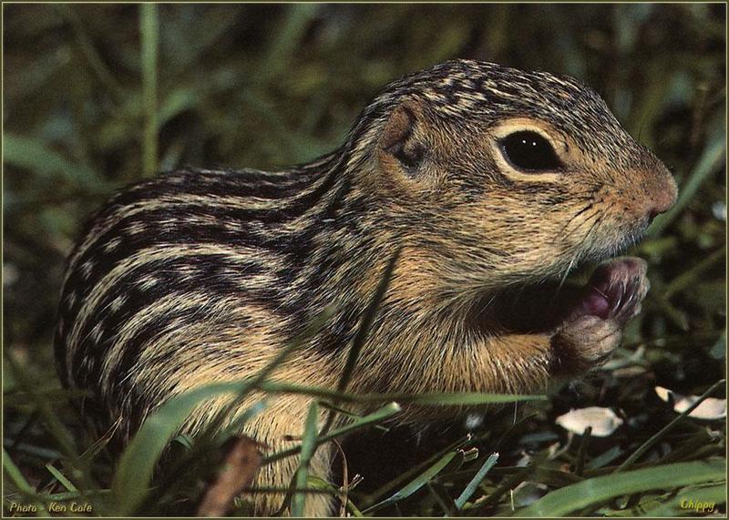 Thirteen-lined Ground Squirrel (Spermophilus tridecemlineatus) {!--열세줄땅다람쥐-->; DISPLAY FULL IMAGE.