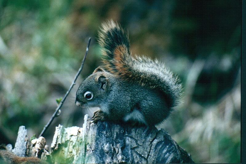 Douglas's Squirrel (Tamiasciurus douglasii) {!--더글라스다람쥐-->; DISPLAY FULL IMAGE.