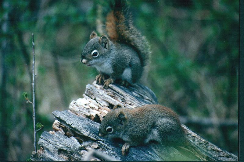 Douglas's Squirrel (Tamiasciurus douglasii) {!--더글라스다람쥐-->; DISPLAY FULL IMAGE.