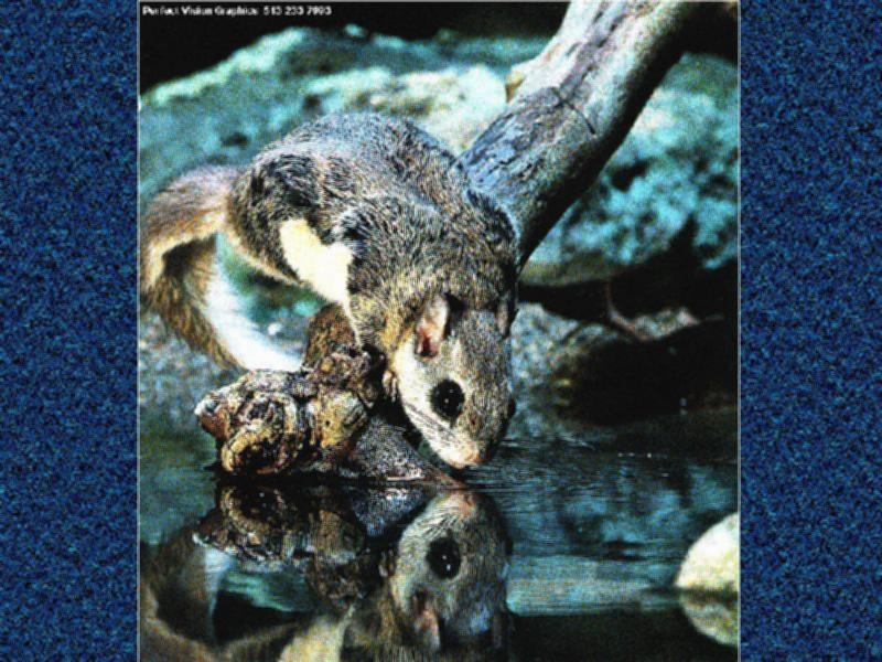 American Flying Squirrel (Glaucomys sp.) {!--아메리카날다람쥐-->; DISPLAY FULL IMAGE.