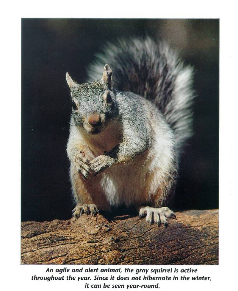eastern gray squirrel (Sciurus carolinensis) {!--아메리카회색다람쥐-->; DISPLAY FULL IMAGE.