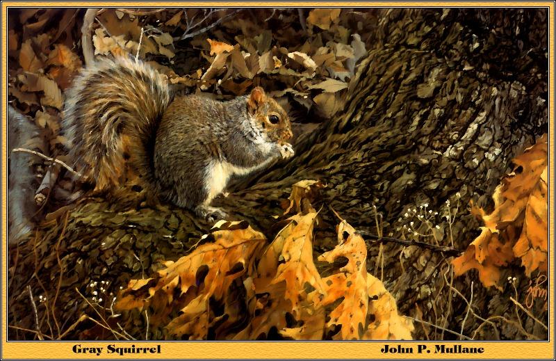 [Animal Art - John P. Mullane] Gray Squirrel (Sciurus sp.) {!--아메리카회색다람쥐-->; DISPLAY FULL IMAGE.