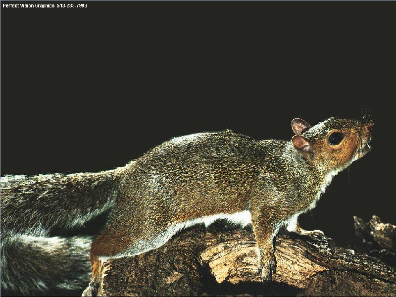 Gray Squirrel (Sciurus sp.) {!--아메리카회색다람쥐-->; DISPLAY FULL IMAGE.