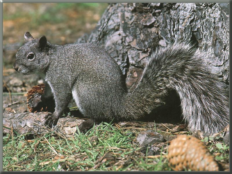 Western Gray Squirrel (Sciurus griseus) {!--(아메리카)서부회색다람쥐-->; DISPLAY FULL IMAGE.