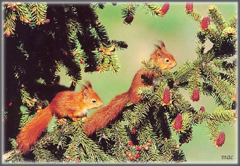 Eurasian Red Squirrel (Sciurus vulgaris) {!--청설모(스웨덴)-->; DISPLAY FULL IMAGE.