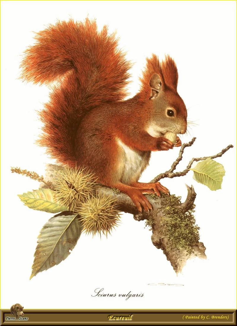 [Animal Art - Carl Brenders] Eurasian Red Squirrel (Sciurus vulgaris) {!--청설모-->; DISPLAY FULL IMAGE.