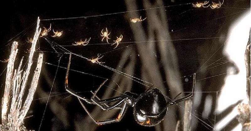 Black Widow Spider (Latrodectus mactans) {!--검은과부거미(검은독거미)-->; DISPLAY FULL IMAGE.