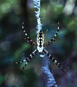 Black-and-yellow Argiope (Argiope aurantia) {!--미국호랑거미-->; Image ONLY