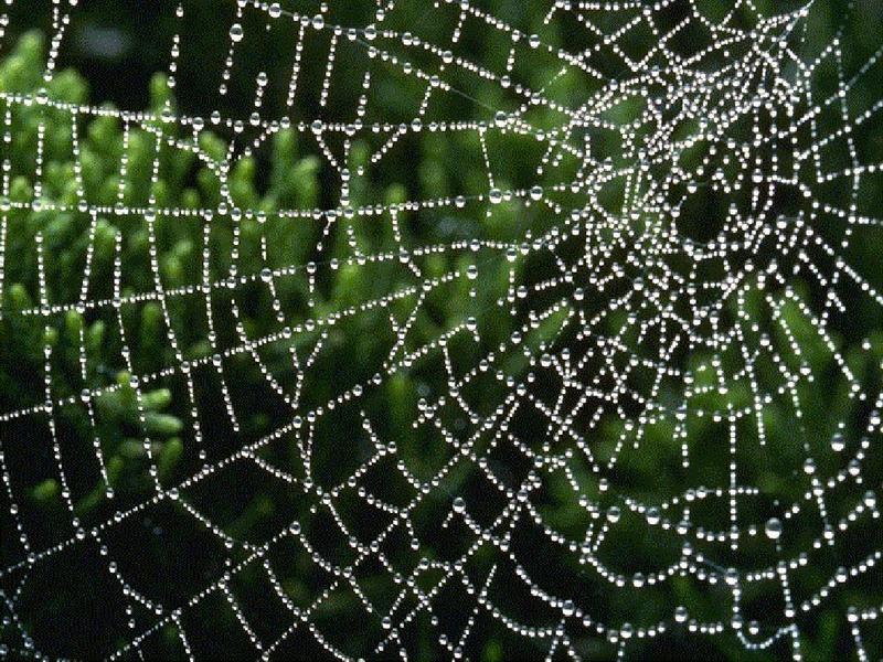 Spider Web {!--거미줄-->; DISPLAY FULL IMAGE.