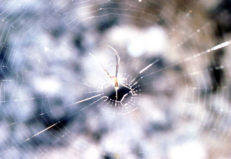 Spider Web {!--거미줄-->; DISPLAY FULL IMAGE.