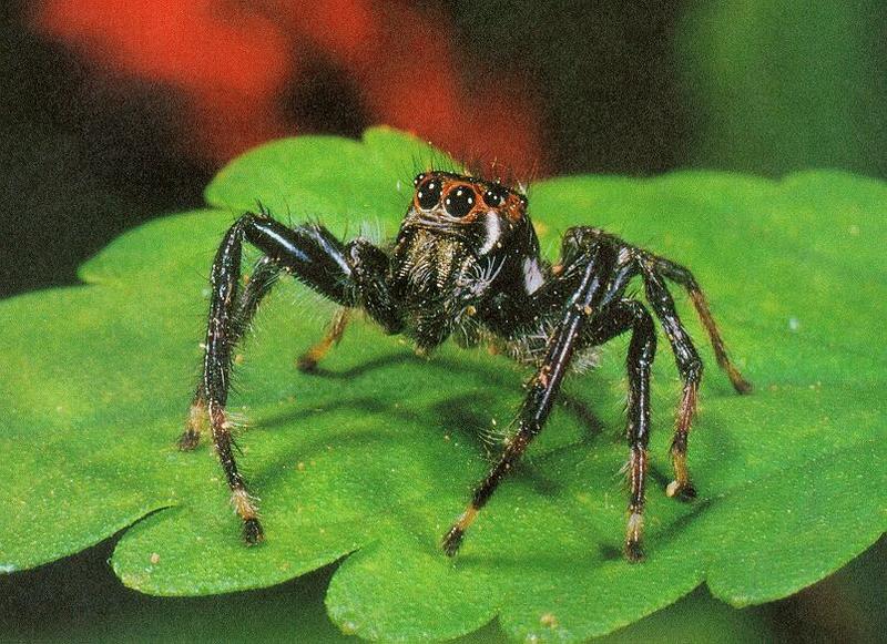 Jumping Spider (Salticidae) {!--깡충거미과-->; DISPLAY FULL IMAGE.