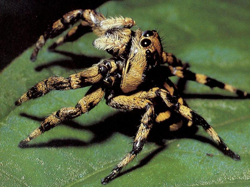 Jumping Spider (Salticidae) {!--깡충거미과-->; DISPLAY FULL IMAGE.