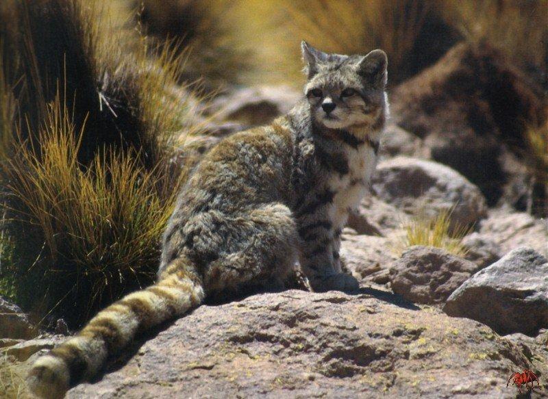 Andean Cat (Oreailurus jacobita) {!--안데스고양이-->; DISPLAY FULL IMAGE.