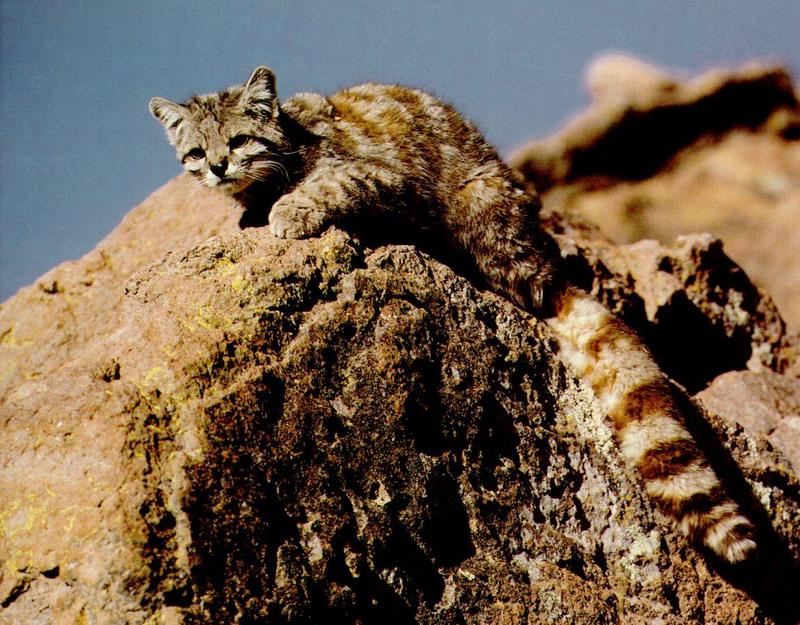 Andean Cat (Oreailurus jacobita) {!--안데스고양이-->; DISPLAY FULL IMAGE.