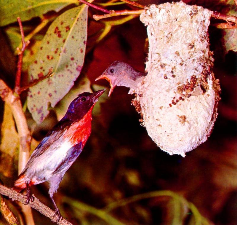 Mistletoe Bird (Dicaeum hirundinaceum) {!--호주붉은가슴꽃새-->; DISPLAY FULL IMAGE.