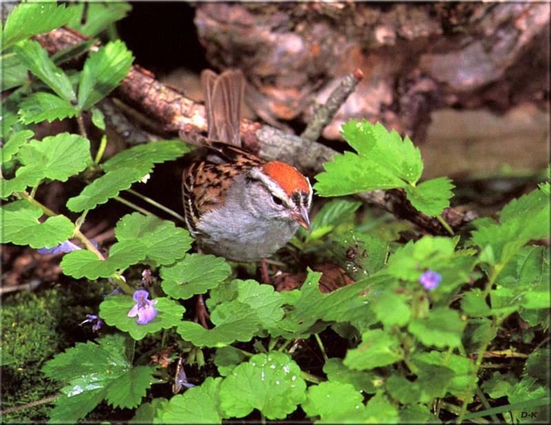 Chipping Sparrow (Spizella passerina) {!--수다쟁이멧참새-->; DISPLAY FULL IMAGE.