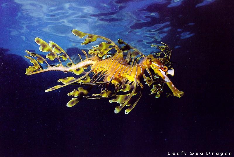 Leafy Sea Dragon (Phycodurus eques) {!--나뭇잎실고기(나뭇잎해룡)-->; DISPLAY FULL IMAGE.