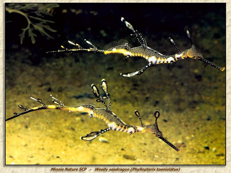 Weedy Sea Dragon (Phyllopteryx taeniolatus) {!--갈대실고기(갈대해룡)-->; DISPLAY FULL IMAGE.