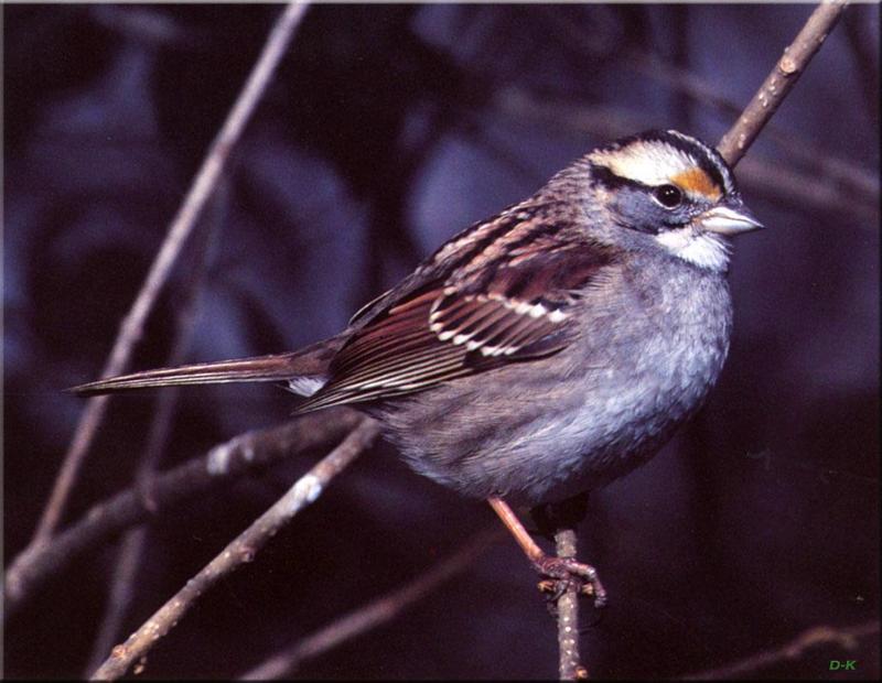 Lark Sparrow (Chondestes grammacus) {!--종다리멧참새-->; DISPLAY FULL IMAGE.