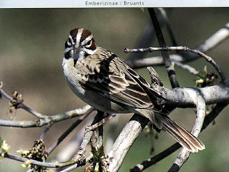 Lark Sparrow (Chondestes grammacus) {!--종다리멧참새-->; DISPLAY FULL IMAGE.