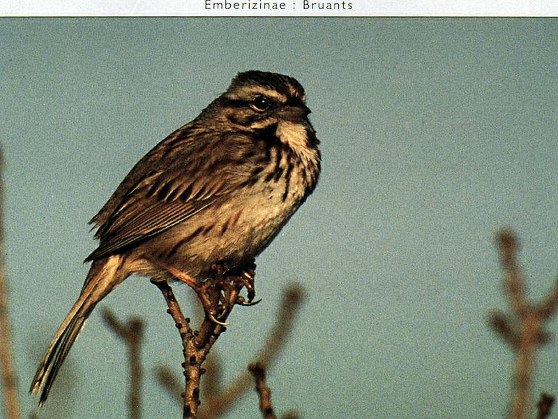 Song Sparrow (Melospiza melodia) {!--노래멧참새-->; DISPLAY FULL IMAGE.