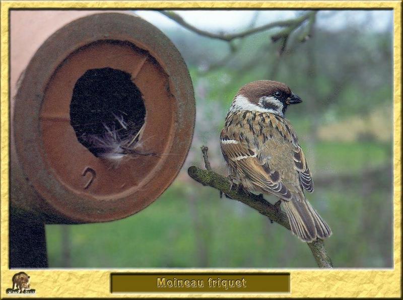 Tree Sparrow (Passer montanus) {!--참새-->; DISPLAY FULL IMAGE.
