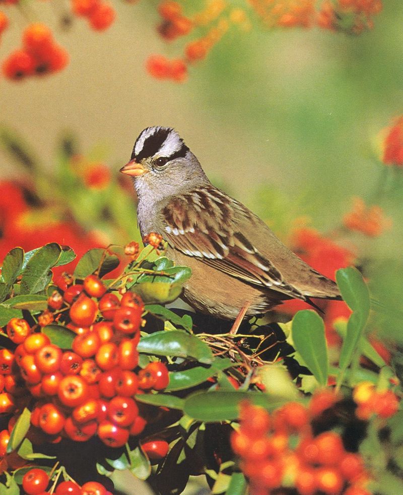 White-crowned Sparrow (Zonotrichia leucophrys) {!--흰관멧참새-->; DISPLAY FULL IMAGE.