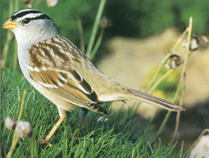 White-crowned Sparrow (Zonotrichia leucophrys) {!--흰관멧참새-->; DISPLAY FULL IMAGE.