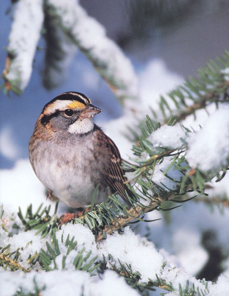 White-throated Sparrow (Zonotrichia leucophrys) {!--흰턱멧참새-->; DISPLAY FULL IMAGE.